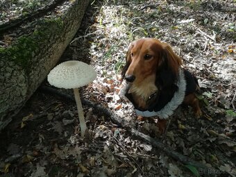 Jezevčík dlouhosrstý trpasličí/králičí - 3