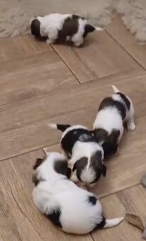 Štěňátka Shih-tzu - 3