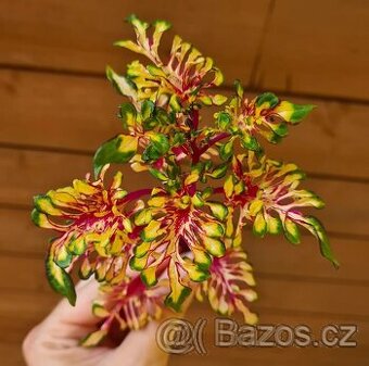 SEMENA Africká okrasná kopřiva Coleus - 3