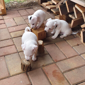 Jack Russell teriér - 3