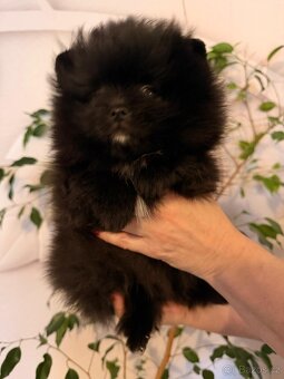 Pomeranian s p.p - 3
