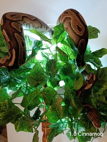 ZLEVNĚNÉ - Krajta královská (Python regius) - 3