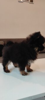 Špic pomeranian s pp štěňata - 3
