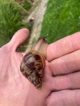 Africký šnek Lissachatina reticulata - oblovka síťkovaná - 3
