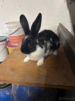 Chovná samice český strakáč - 3