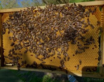 Oddělky a včelstva 2026 – mírná včelstva, vysoký výnos medu. - 3