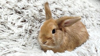 Zakrslý králík, králíček - LILI - 3