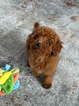 Štěňata toy pudla - 3