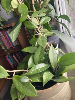 Hoya carnosa voskovka - 3