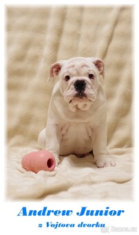 anglický buldok - 3