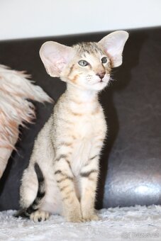 Orientalni kote s PP Luckretia Marbleficent - 3