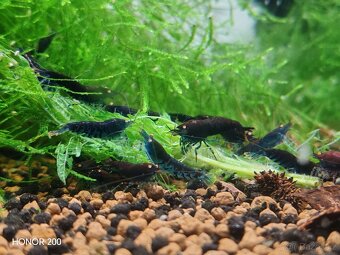 Krevetky Caridina - Rusty Blue Tiger OE - 3