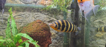 Leporinus páskovaný - 3