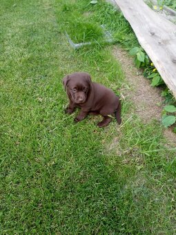 Hnědý labrador bez PP - 3