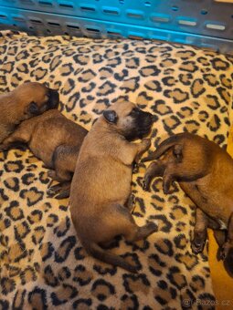 Prodám štěňata belgického ovčáka malinois s PP - 3