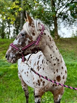 Apaloosa pony - 3