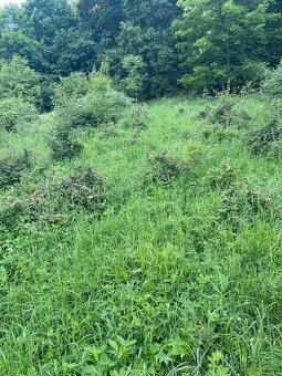 Pronajmu zahradu - 3