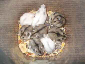 Křečík džungarský - 3