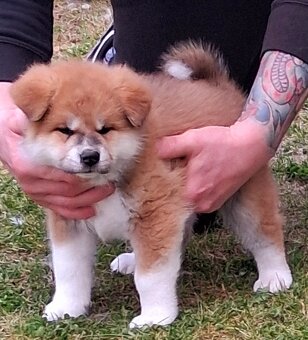 Stene akita inu s Pp - 3