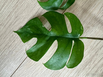 Rhaphidophora tetrasperma variegata (Monstera Minima) - 3