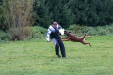 Německý Boxer - 3