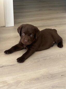 Štěňata Labradorský retrívr - 3