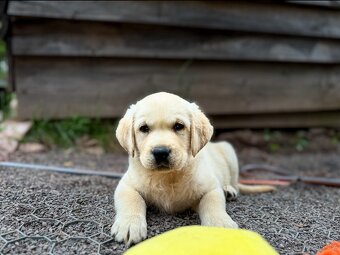 Labrador, štěňátka - 3