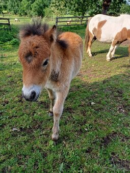 Mini pony - 3