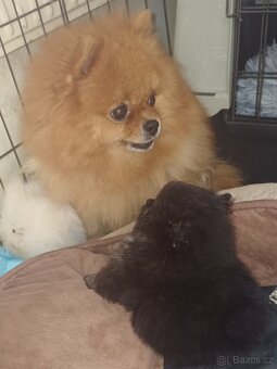 Pomeranian - 3