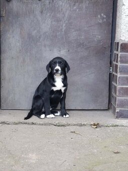 Štěňata - kříženci - 3