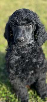 Pudl velký královský s PP - 3