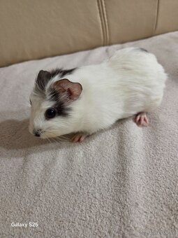 Daruji morčátka - 3