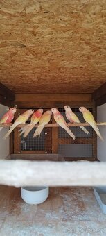 Neoféma Bourek rubino,lutino - 3