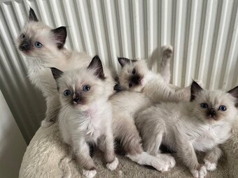 Kocourci Ragdoll bez pp - 3