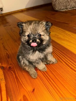 Pomeranian / trpasličí německý špic - 3