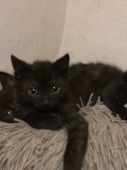 Polobritská koťátka - 3