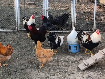 Zdrobnelá wyandotka - 3