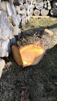 Třešeň a ořech - 3