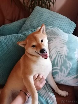 Shiba inu - 3