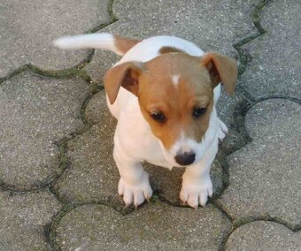 Jack Russel Terrier fenka bez PP - 3