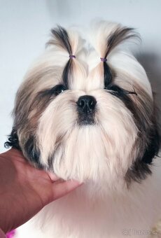 Štěňátka Shih-tzu s PP(shi-tzu, shihtzu) - 3