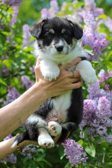 Welsh corgi pembroke s PP - 3