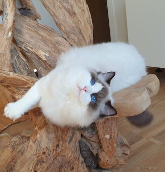 Ragdoll kocourek s PP, seal bicolor. - 3