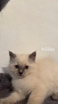 Ragdoll koťátka - 3