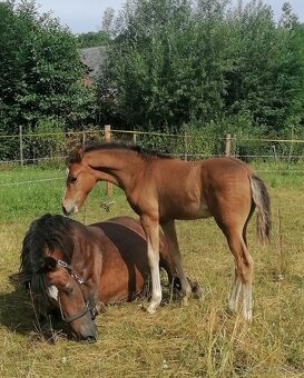 Hřebeček welsh part-bred po Hulst Curioso - 3