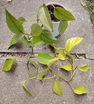 Pokojovky, oxalis - 3