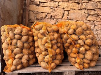 BRAMBORY na uskladnění ADÉLA - 3