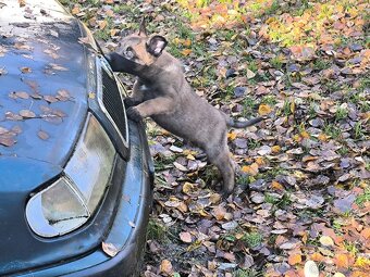 Belgicky ovcak malinois - 3