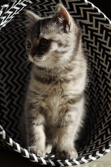 Britská modrá krátkosrstá kočka koťátko - 3