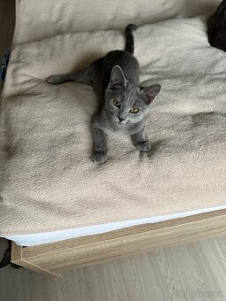 Kartouzská koťata - 3